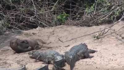 Absolute unit of an otter don't give a darn about caimans