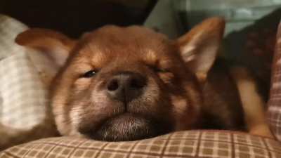 Puppy Mikkel's first time sleeping in his crate. 8 wks