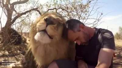 Royal brushing