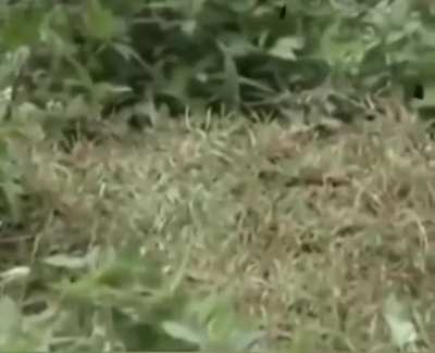 Vietnamese bushes