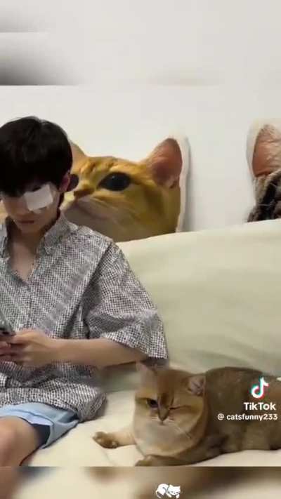 Maulla en gato