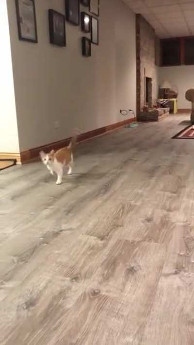 Watson’s cerebellar hypoplasia makes him a little wobbly, but that doesn’t stop him from running over to say good night!
