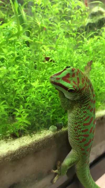 Watching the shrimp