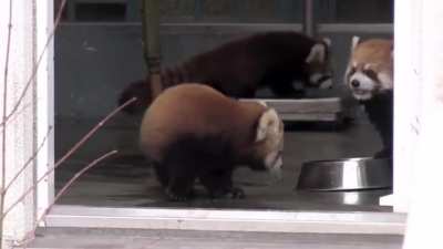 Red Panda is spooked.