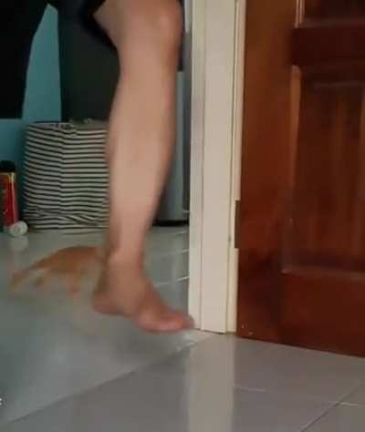 cat-drift