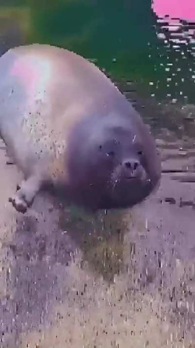 ough i think i ate too much fibsh