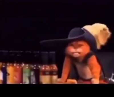 puss sighting (fake)