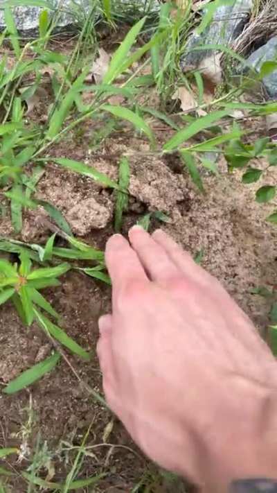 Fire ants