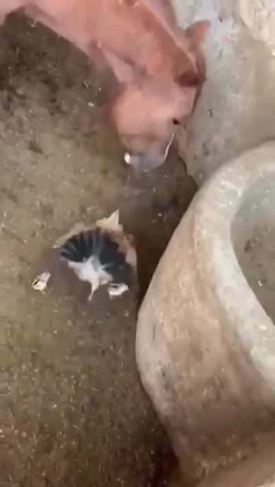 He'll spit it out right? Right?