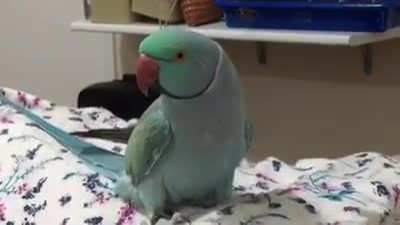 papapgaio fofo