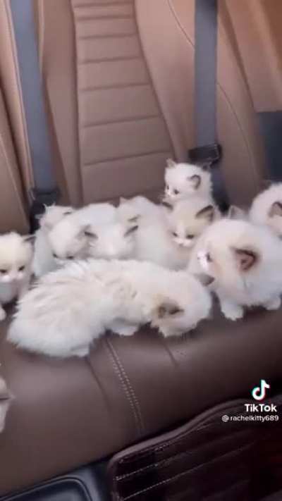 cute kitties