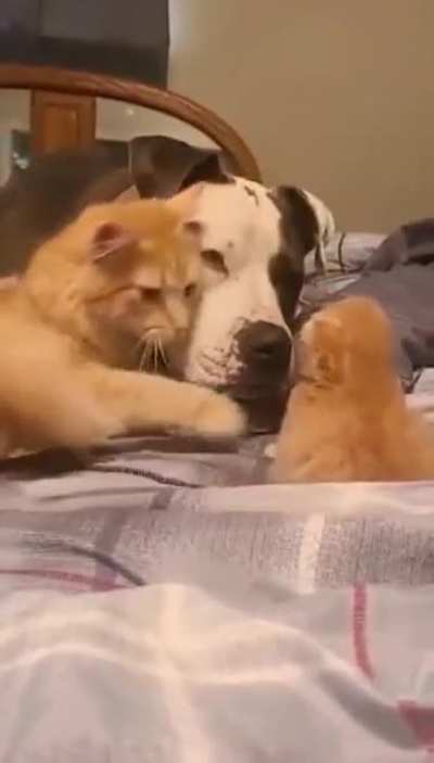 Cat mom introducing her 1 week old kitten to her dog friend