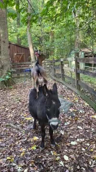 Since y’all liked the photo - here’s a video! 🐴🐐❤️