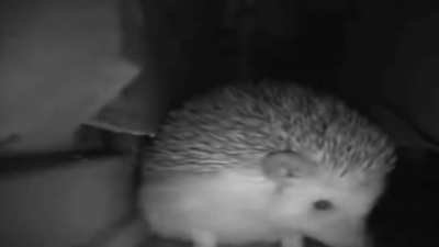 Such cute animal