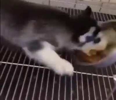 Si