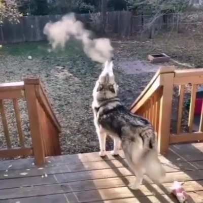 Awoo on a cold day
