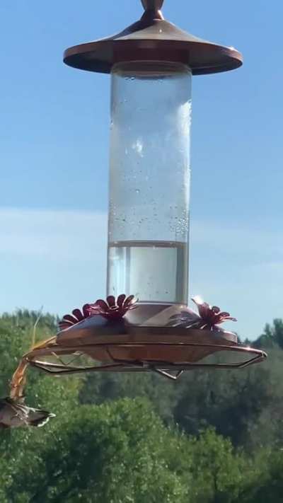 Awww Hmmmmmm Hummingbird hmmmmmmm