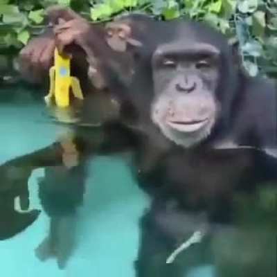 monke life good