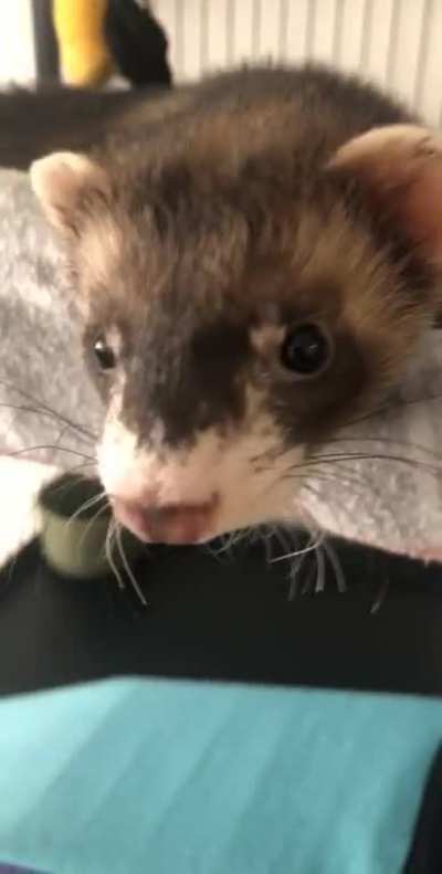 That YAWN