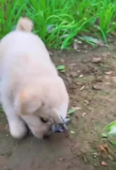 Thank you for liking him. Of course, he ate cucumbers again today and brought his friends !
