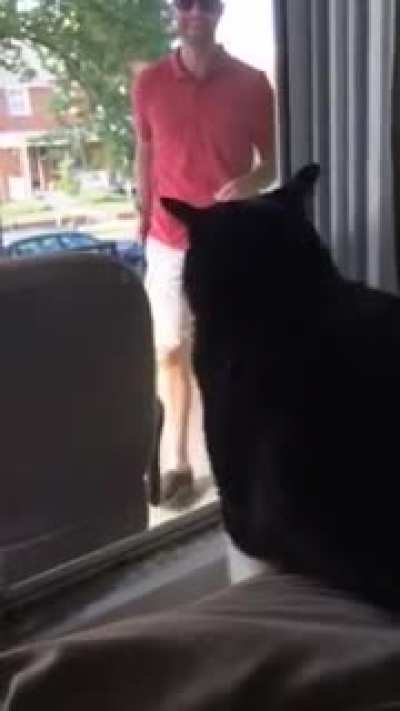 Cat sees his owner bringing home a new puppy.