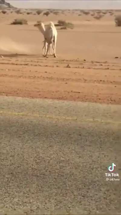Using baby camel as bait to steer the mother away from the highway