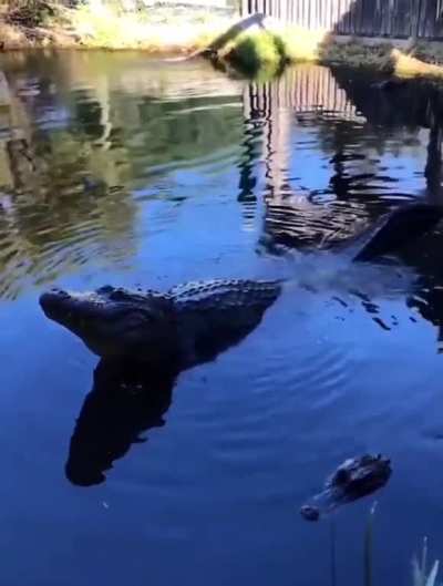 An alligator bellowing in water
