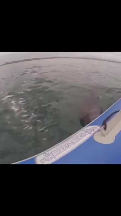 Shark destroys inflatable boat.