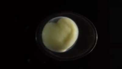 This video of a salamander growing from a single cell is terrifying