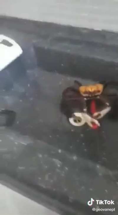 vai pra panela sim!