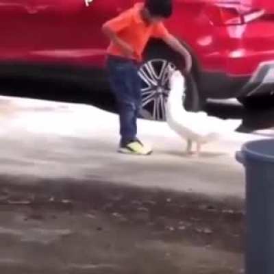 Don't play with ducks kids