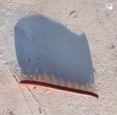 This arthropod