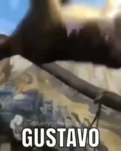 GUSTAVO
