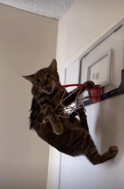 Cat-astrophy