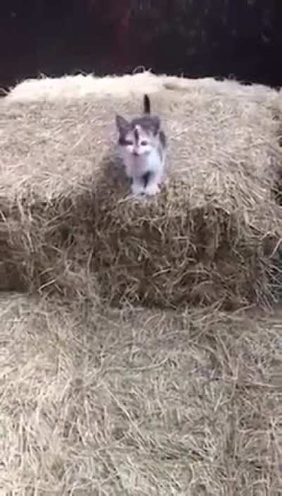 Wait for it. Wait for it. Weeeeeeeeeeeeeee...