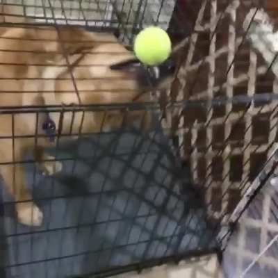 My dog very smart