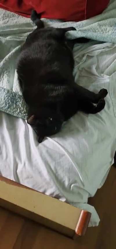 sleepy chonk
