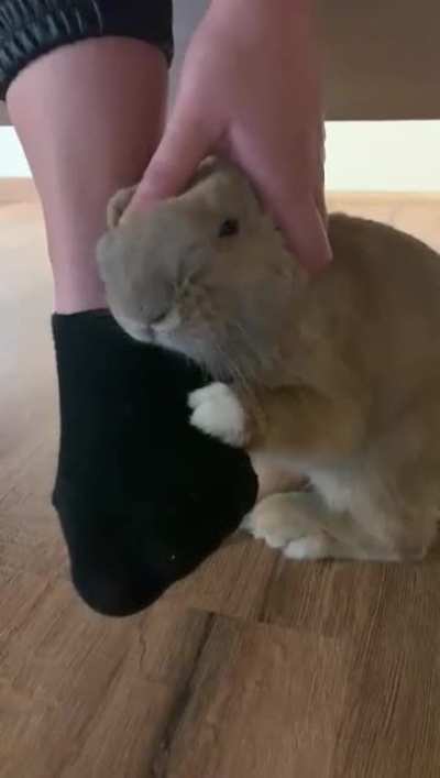Hooomannn pleeaaaaaase hug me?