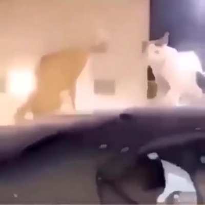 Epic satanic cat
