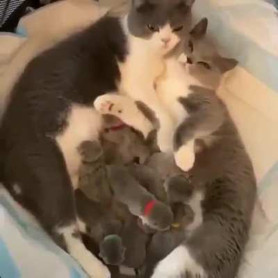 Complete family
