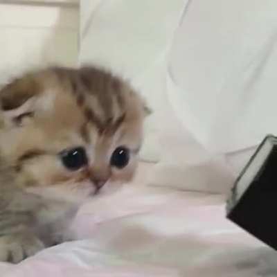Smol kitty rampage