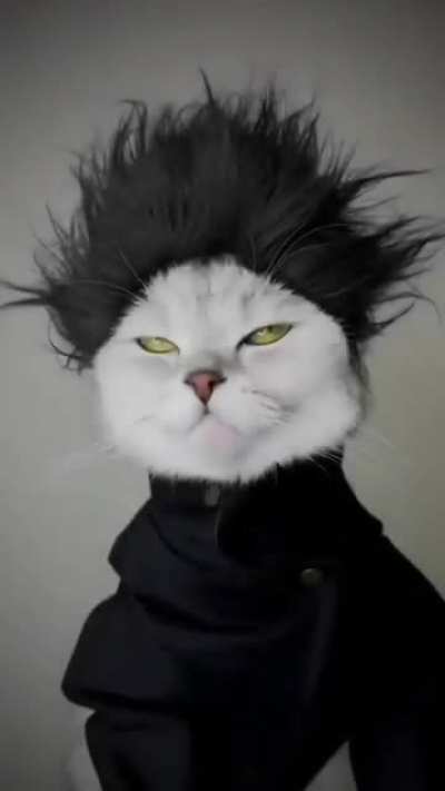 Do you like cats? How about anime cats ? (=ΦᆽΦ=)ฅ