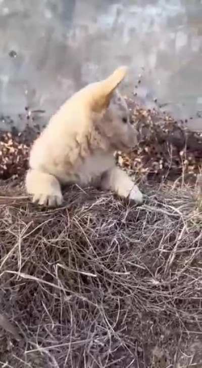 You'll never catch me alive!