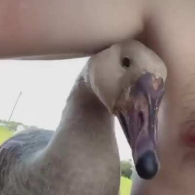 Geese can be unpredictable