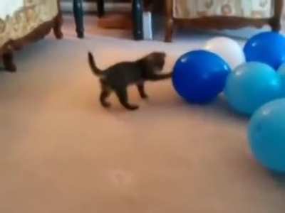 What's the paw-sibility of something going wrong?