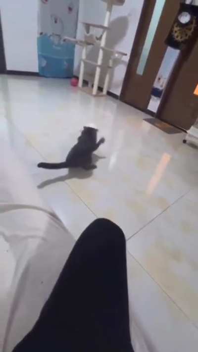TheCatReport