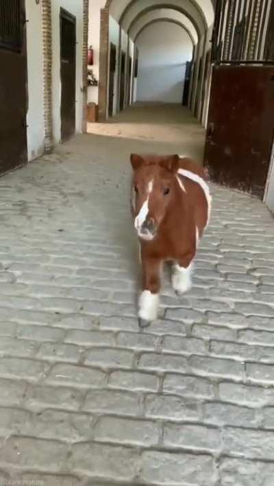Smol but mighty