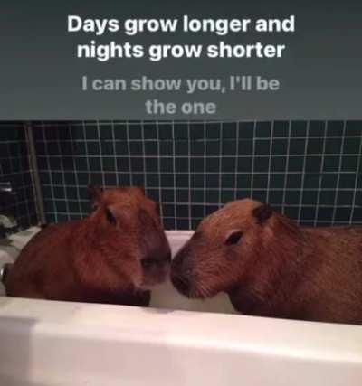 Capybath