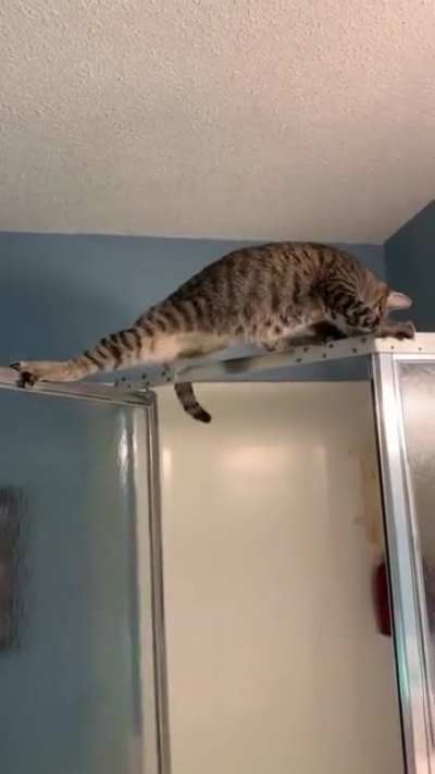 Kitty finds out holding the high ground is hard than it looks