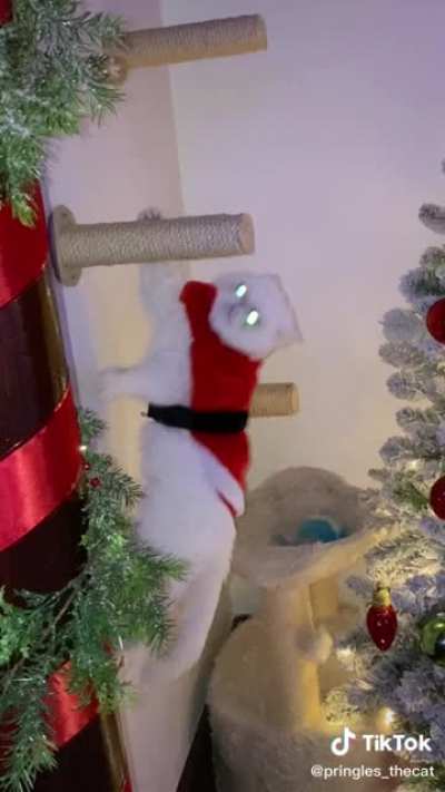 a very festive cat